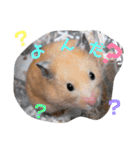 キンクマハムスターのけんたろう（個別スタンプ：28）
