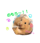 キンクマハムスターのけんたろう（個別スタンプ：30）