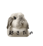 うさぎのリーシャ（個別スタンプ：1）
