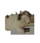 うさぎのリーシャ（個別スタンプ：4）