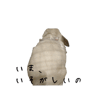 うさぎのリーシャ（個別スタンプ：24）