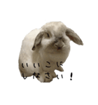 うさぎのリーシャ（個別スタンプ：28）