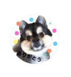 あおとあつき こじろう（個別スタンプ：1）