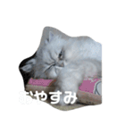 チンチラシルバー☆ジェシーちゃん(2)（個別スタンプ：3）
