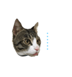 やんちゃの猫      ふ〜ちゃん（個別スタンプ：1）