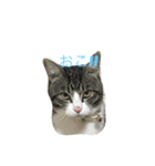 やんちゃの猫      ふ〜ちゃん（個別スタンプ：2）