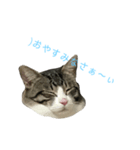 やんちゃの猫      ふ〜ちゃん（個別スタンプ：3）
