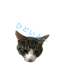 やんちゃの猫      ふ〜ちゃん（個別スタンプ：4）