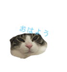 やんちゃの猫      ふ〜ちゃん（個別スタンプ：5）