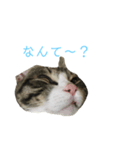 やんちゃの猫      ふ〜ちゃん（個別スタンプ：6）