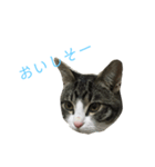 やんちゃの猫      ふ〜ちゃん（個別スタンプ：8）