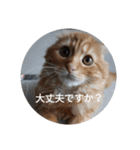 まるの日常会話②（個別スタンプ：2）