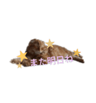 まるの日常会話②（個別スタンプ：3）
