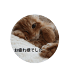 まるの日常会話②（個別スタンプ：4）