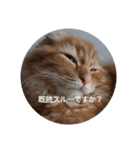 まるの日常会話②（個別スタンプ：5）