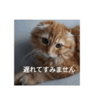 まるの日常会話②（個別スタンプ：8）