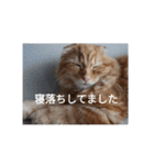 まるの日常会話②（個別スタンプ：11）
