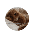まるの日常会話②（個別スタンプ：13）