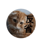 まるの日常会話②（個別スタンプ：16）