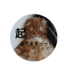まるの日常会話②（個別スタンプ：17）