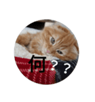 まるの日常会話②（個別スタンプ：18）
