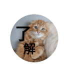 まるの日常会話②（個別スタンプ：20）