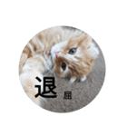 まるの日常会話②（個別スタンプ：22）