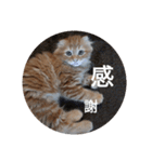 まるの日常会話②（個別スタンプ：23）