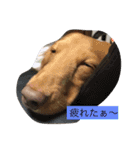 リキ＆あお（個別スタンプ：2）