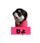 ヨナと愉快な仲間たチワワ ⑤（個別スタンプ：3）