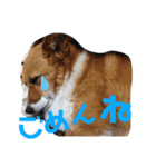 ぽっちゃりコーギーはなさんの日常。8（個別スタンプ：2）
