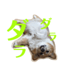 ぽっちゃりコーギーはなさんの日常。8（個別スタンプ：3）