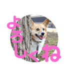ぽっちゃりコーギーはなさんの日常。8（個別スタンプ：4）