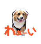ぽっちゃりコーギーはなさんの日常。8（個別スタンプ：8）