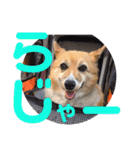ぽっちゃりコーギーはなさんの日常。8（個別スタンプ：13）