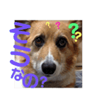 ぽっちゃりコーギーはなさんの日常。8（個別スタンプ：14）