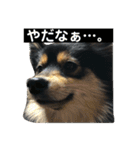 もあちゃんのキュートなスタンプ（個別スタンプ：4）