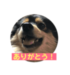 もあちゃんのキュートなスタンプ（個別スタンプ：6）