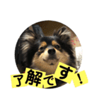 もあちゃんのキュートなスタンプ（個別スタンプ：10）