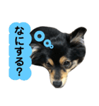 もあちゃんのキュートなスタンプ（個別スタンプ：12）