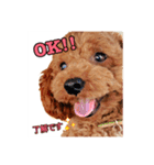 トイプードル そらくん 2（個別スタンプ：1）