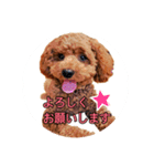 トイプードル そらくん 2（個別スタンプ：3）