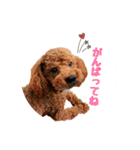 トイプードル そらくん 2（個別スタンプ：10）