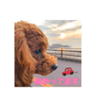 トイプードル そらくん 2（個別スタンプ：12）