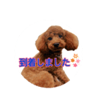トイプードル そらくん 2（個別スタンプ：13）