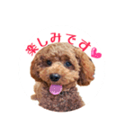 トイプードル そらくん 2（個別スタンプ：14）