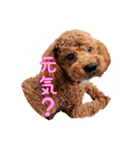 トイプードル そらくん 2（個別スタンプ：19）