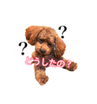 トイプードル そらくん 2（個別スタンプ：21）