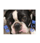 ボステリ★大五郎くん2（個別スタンプ：10）