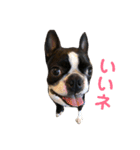 ボステリ★大五郎くん2（個別スタンプ：11）